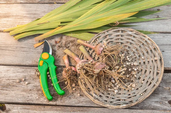 Gladiolus Hagymák Egy Fából Készült Asztalon Vegetációs Időszak Vége Után — Stock Fotó