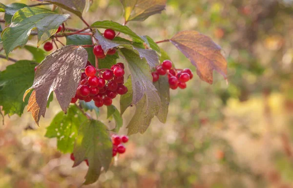 Viburnum Gren Med Bär Suddig Bakgrund — Stockfoto