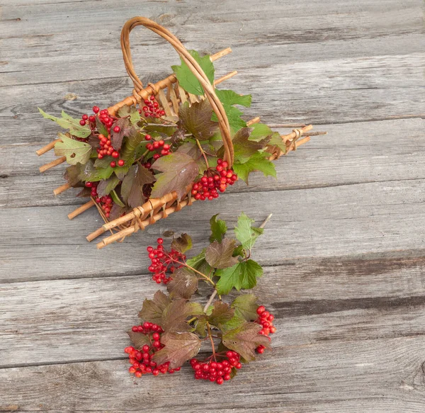 Viburnum Vinobraní Dřevěné Pozadí — Stock fotografie