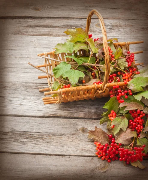 Viburnum Vinobraní Dřevěné Pozadí — Stock fotografie