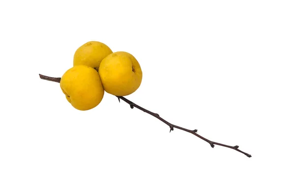 Frutta Mela Cotogna Giapponese Chaenomeles Japonica Isolata Sfondo Bianco — Foto Stock