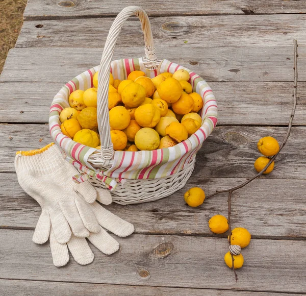 Japon Ayva Chaenomeles Japonica Meyvesini Ahşap Bir Masada Hasat — Stok fotoğraf