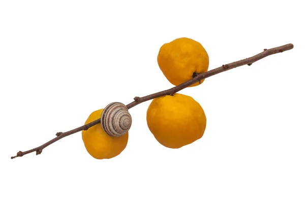 Frukt Japanska Kvitten Chaenomeles Japonica Isolerad Vit Bakgrund — Stockfoto