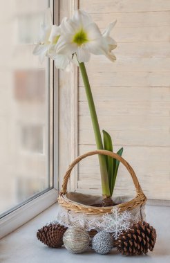 Kozalakların yanında sepetin içinde beyaz hippistrum ve camda Noel topları. Kış pencere tasarımı