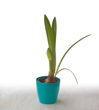 Mavi tencerede Bud Hippeastrum