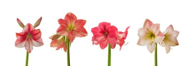 Beyaz arka planda izole edilmiş pembe ve beyaz hippi çizgileri....