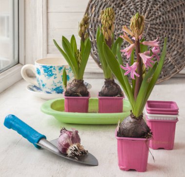 Hasır bir arka planda saksılarda çiçek açan hızlandırılmış sümbüller için