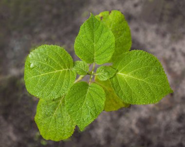 Yeşil ortanca yaprağına yağmur damlası