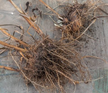 Liatris ekmeden önce bölüm üstüne corm