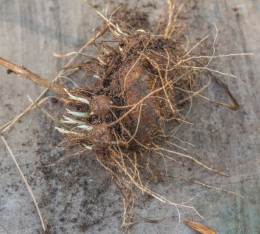 Liatris ekmeden önce bölüm üstüne corm