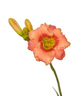 Beyaz zemin üzerinde somon renkli Daylily (hemerocallis) 