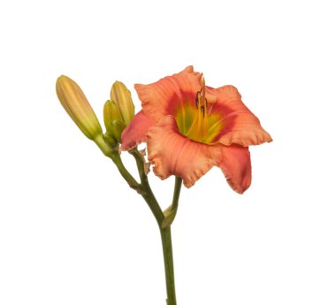 Beyaz zemin üzerinde somon renkli Daylily (hemerocallis) 