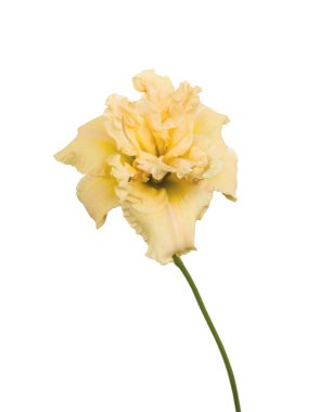 Çifte günlük melez krema kasesi beyaz arka planda izole edilmiş.