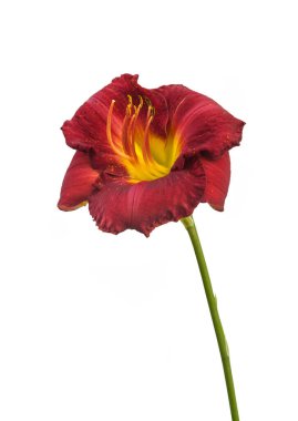 Beyaz arkaplanda mor günlük olarak izole edilmiş