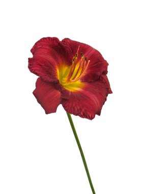 Beyaz arkaplanda mor günlük olarak izole edilmiş