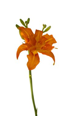 Beyaz arka planda kayısı güzelliği (fulva kwanso) (Hemerocallis).