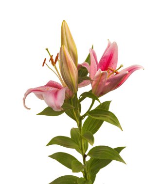 Beyaz bir zemin üzerinde tomurcukları olan Lilium OT-Melezleri şubesi izole