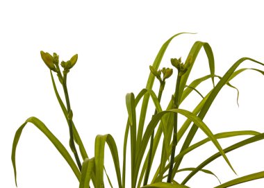 Beyaz arkaplan izolasyonu üzerinde tomurcukları olan günlük çalılıklar (hemerocallis)