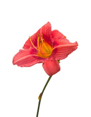 Pembe Daylily (Hemerocallis) beyaz arka planda izole edilmiş.