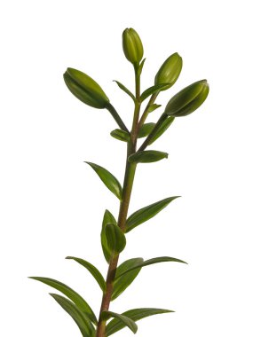 Beyaz arka planda tomurcukları olan doğulu zambakların kökü izole edilmiş.