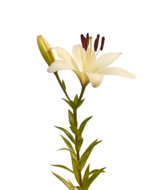 Beyaz arka planda tomurcukları olan doğulu zambakların kökü izole edilmiş.