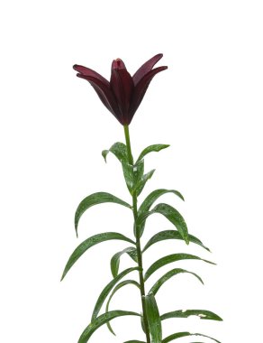 Koyu zambak dalları Asyalı melezler 