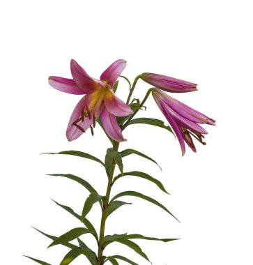 Beyaz arka planda tomurcukları olan pembe zambakların dalıdır.