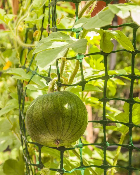 Coltivazione Della Varietà Precoce Maturazione Anguria Sul Balcone Anguria Crescente — Foto Stock