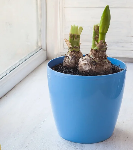 Bud Hippeastrum Blue Pot Windowsill — Stock Photo, Image