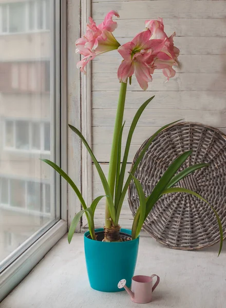 Roze Dubbele Hippeastrum Naast Een Decoratieve Gieter Het Raam — Stockfoto