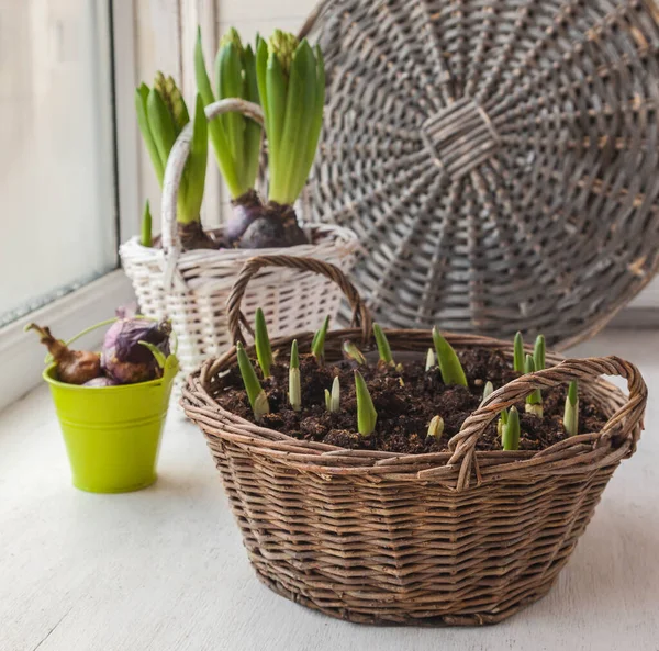 Hyacinths Tulips Basket Forced Flowering Window — Stock Photo, Image