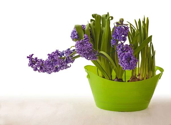 Giacinti Narcisi Blu Una Ciotola Verde — Foto Stock