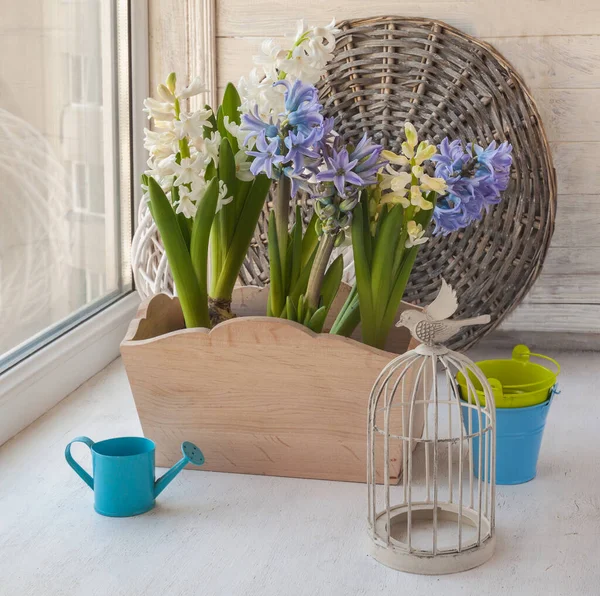 Blauwe Witte Hyacinten Bloembakken Decoratieve Kooi Het Raam — Stockfoto