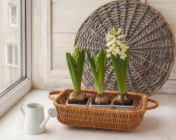 White Hyacinths Decorative Watering Can Window — Stock Photo, Image