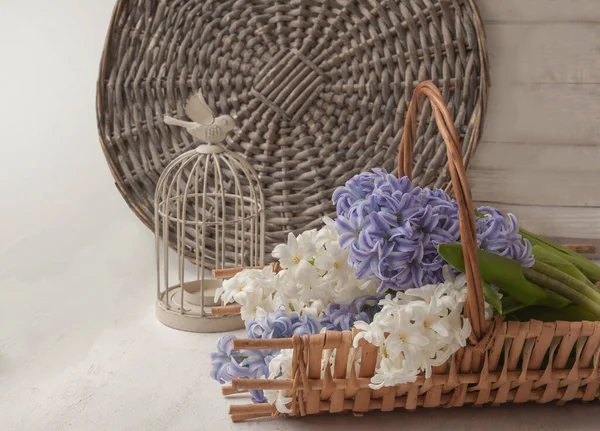 Jacinthes Blanches Bleues Dans Panier Sur Fond Une Cage Décorative — Photo