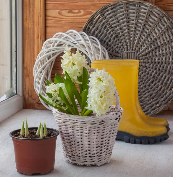 Witte Hyacinten Mand Een Achtergrond Van Gele Rubberen Laarzen — Stockfoto