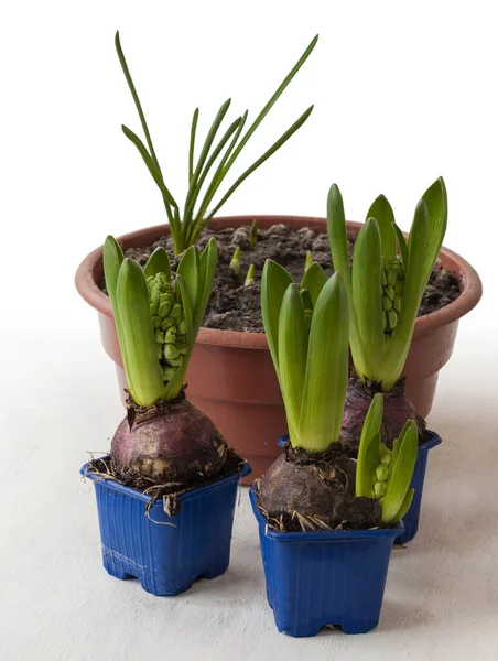 Hyacinths Forcing Holiday Pots — Stock Photo, Image