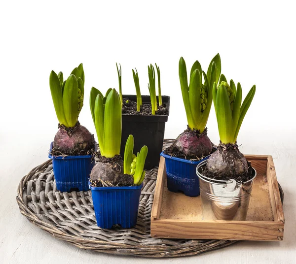 Hyacinths Forced Flowering Pots Background Wicker — Stock Photo, Image