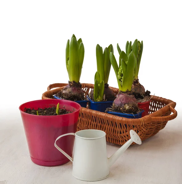 Hyacinten Potten Een Bakje Decoratieve Gieter — Stockfoto