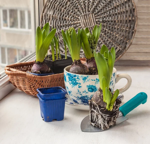 Hyacinths Forced Flowering Pots Background Wicker Window — Stock Photo, Image
