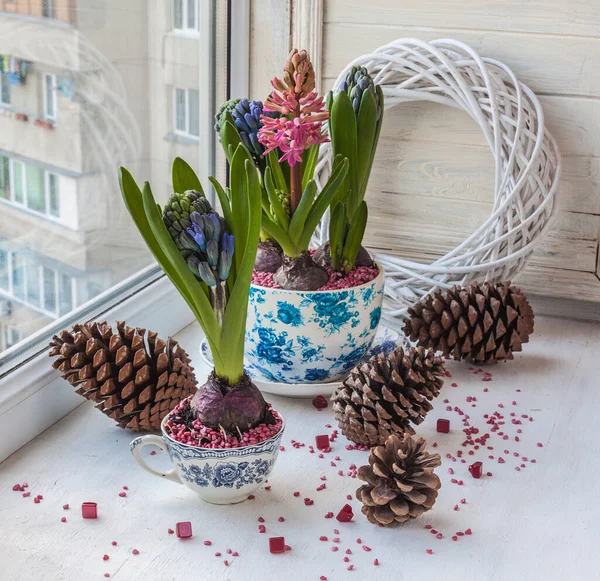 Hyacinths Vintage Cups Window — Stock Photo, Image