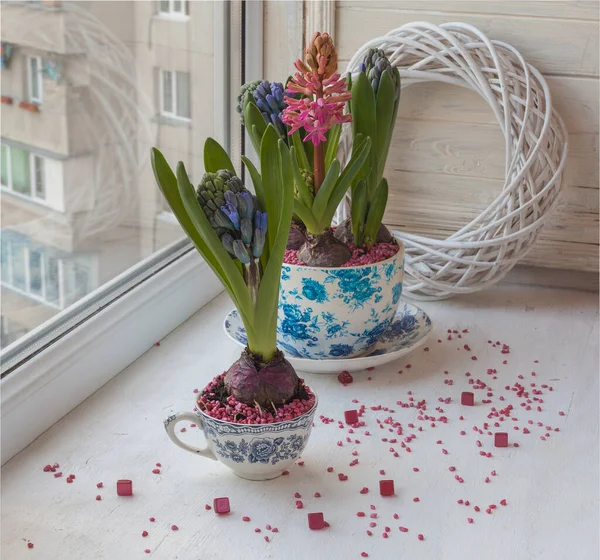 Hyacinths Copos Vintage Janela — Fotografia de Stock