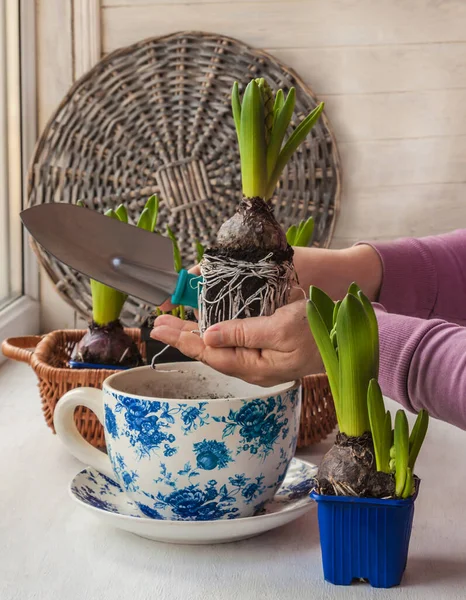 Female Hands Hyacinth Pot Windowsill Transplanted — Stock Photo, Image