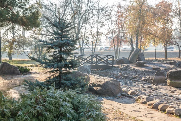 Pobočky Jalovce Mrazivém Podzimním Ránu Japonské Zahradě Kyjevě — Stock fotografie