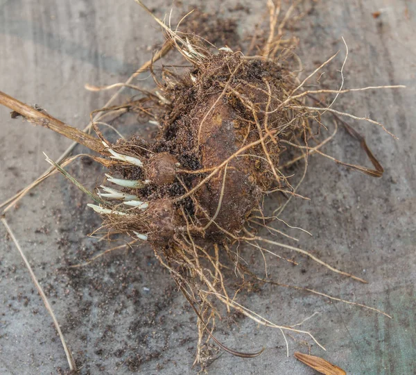 Liatris Corm Nach Teilung Vor Dem Pflanzen — Stockfoto