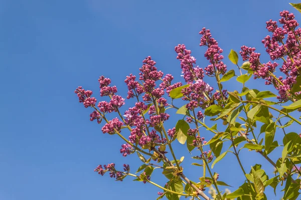 Ramas Una Flor Doble Lila Púrpura Contra Cielo Azul — Foto de Stock