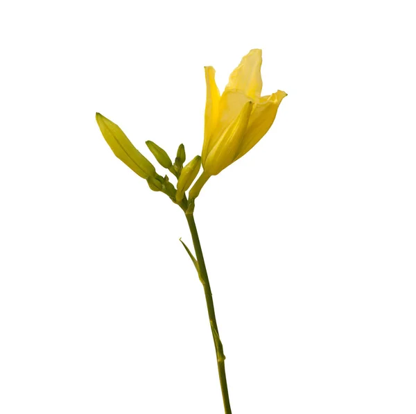 白い背景にレモンデイリリリーの芽が孤立 — ストック写真