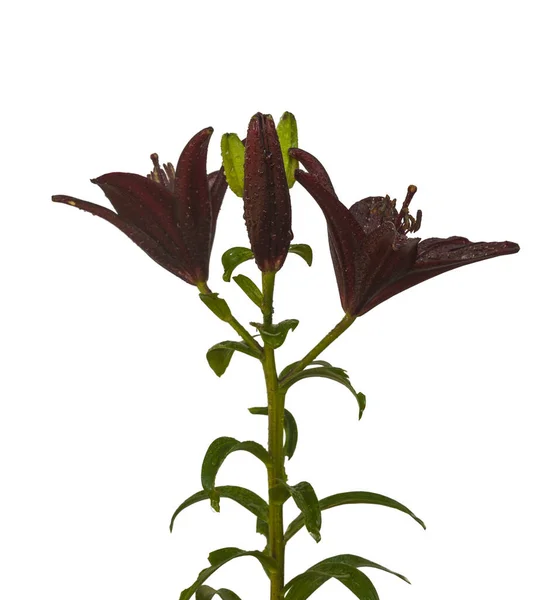 Branch Dark Lilies Asian Hybrids Mapira Buds White Background Isolated — Stock Photo, Image