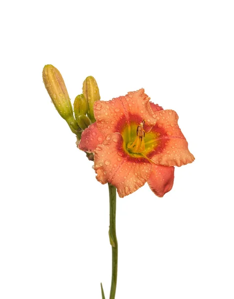 Σολομός Χρώματος Daylily Hemerocallis Elegant Candy Δροσοσταλίδες Λευκό Φόντο Απομονωμένο — Φωτογραφία Αρχείου