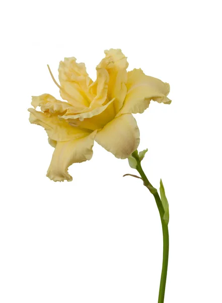 Blooming Double Daylily Hybrid Bowl Cream White Background Isolated — Stock Photo, Image